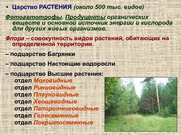 Царство РАСТЕНИЯ (около 500 тыс. видов) Фотоавтотрофы. Продуценты органических веществ и