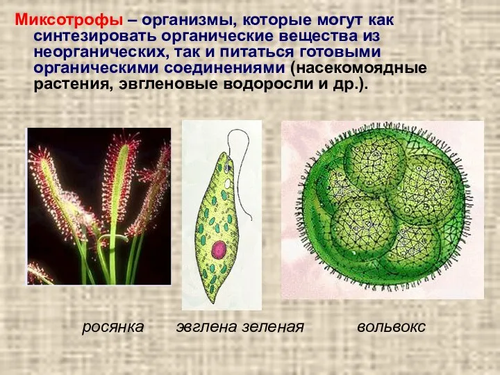 Миксотрофы – организмы, которые могут как синтезировать органические вещества из неорганических,