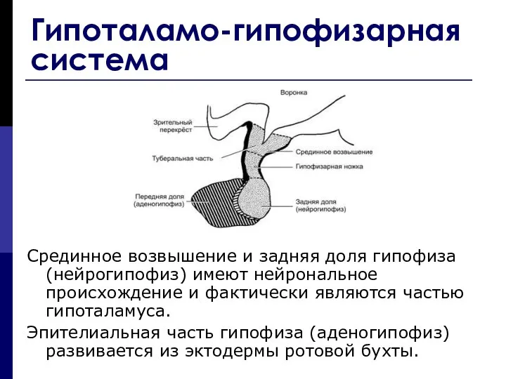 Гипоталамо-гипофизарная система Срединное возвышение и задняя доля гипофиза (нейрогипофиз) имеют нейрональное