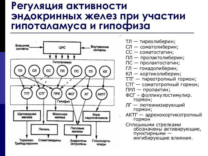 Регуляция активности эндокринных желез при участии гипоталамуса и гипофиза ТЛ —