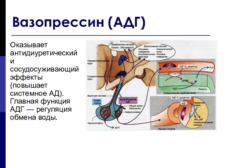 Вазопрессин (АДГ) Оказывает антидиуретический и сосудосуживающий эффекты (повышает системное АД). Главная