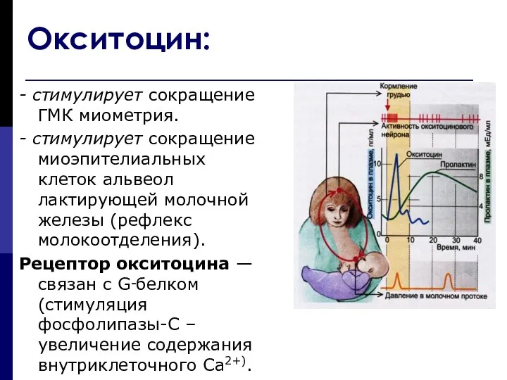 Окситоцин: - стимулирует сокращение ГМК миометрия. - стимулирует сокращение миоэпителиальных клеток