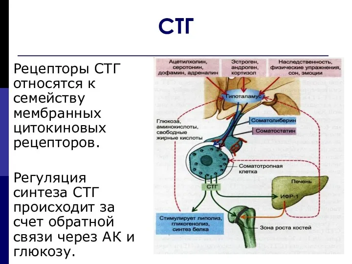 СТГ Рецепторы СТГ относятся к семейству мембранных цитокиновых рецепторов. Регуляция синтеза