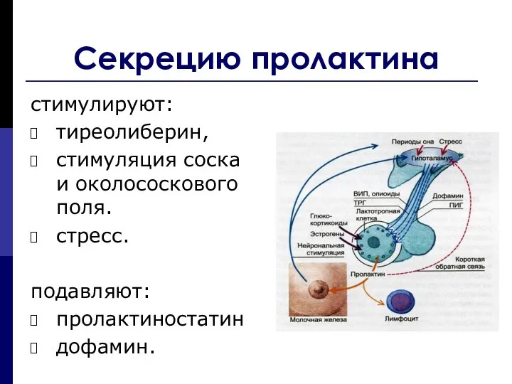 Секрецию пролактина стимулируют: тиреолиберин, стимуляция соска и околососкового поля. стресс. подавляют: пролактиностатин дофамин.