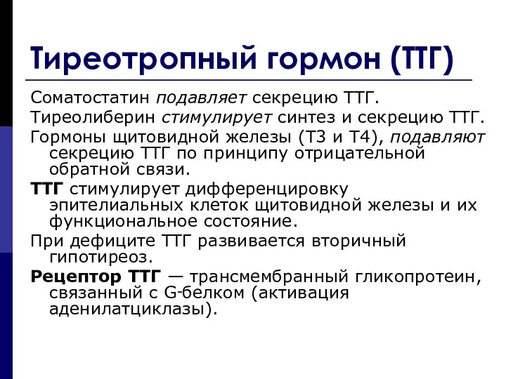 Тиреотропный гормон (ТТГ) Соматостатин подавляет секрецию ТТГ. Тиреолиберин стимулирует синтез и