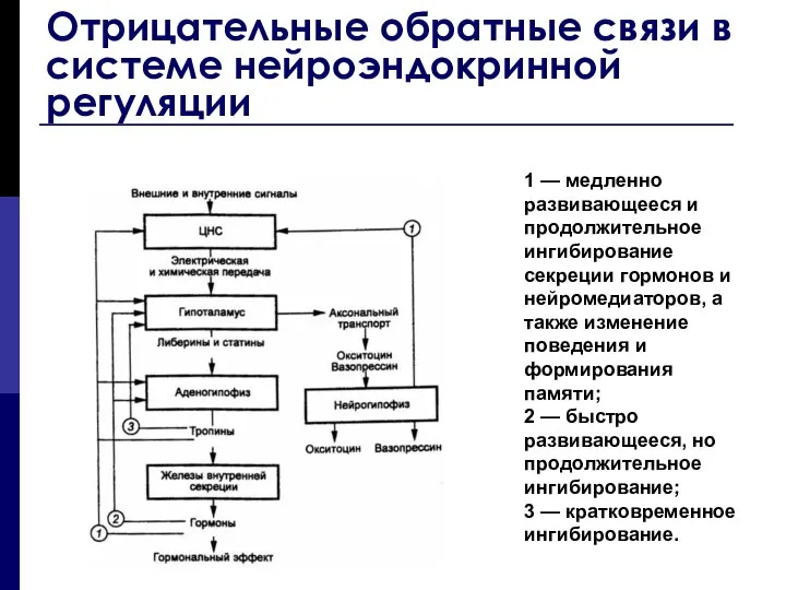 1 — медленно развивающееся и продолжительное ингибирование секреции гормонов и нейромедиаторов,