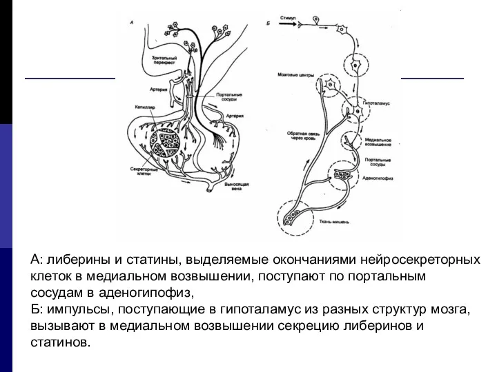 А: либерины и статины, выделяемые окончаниями нейросекреторных клеток в медиальном возвышении,