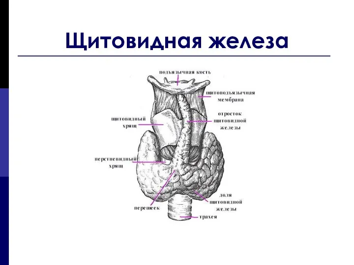 Щитовидная железа