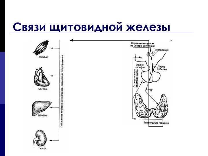 Связи щитовидной железы