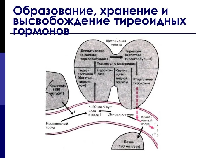 Образование, хранение и высвобождение тиреоидных гормонов