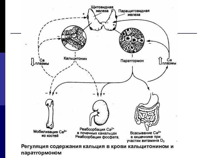 Регуляция содержания кальция в крови кальцитонином и паратгормоном