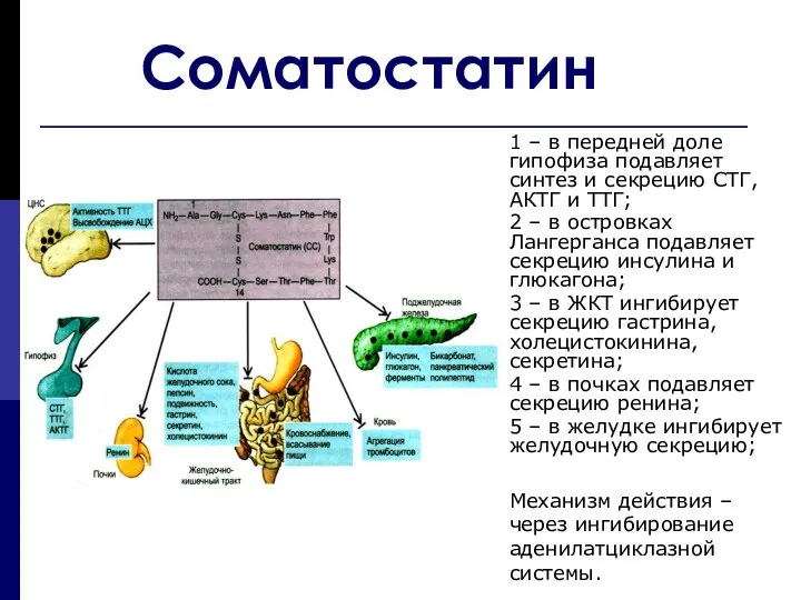 Соматостатин 1 – в передней доле гипофиза подавляет синтез и секрецию