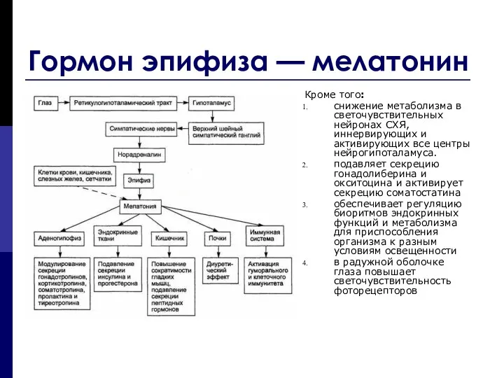 Гормон эпифиза — мелатонин Кроме того: снижение метаболизма в светочувствительных нейронах