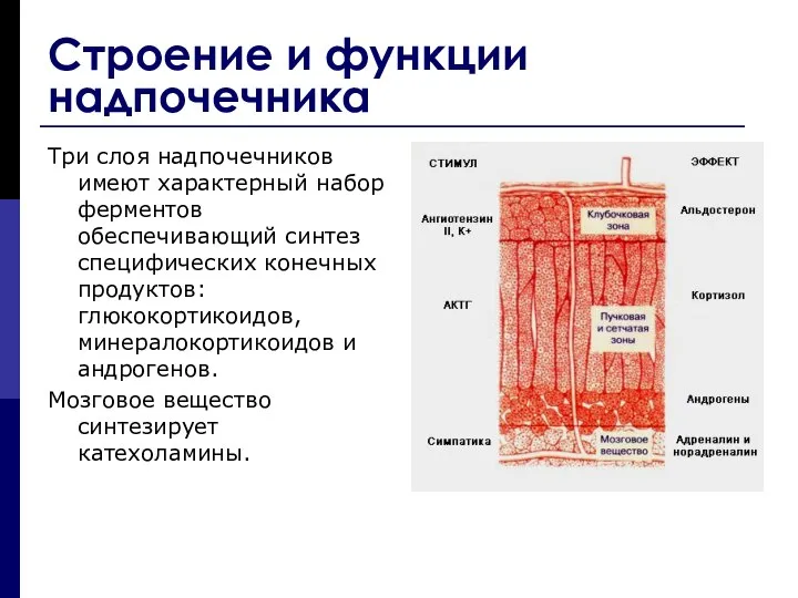 Строение и функции надпочечника Три слоя надпочечников имеют характерный набор ферментов