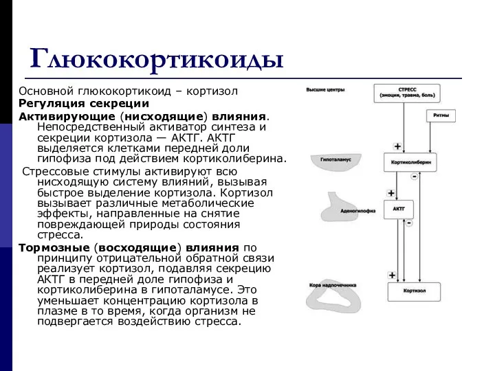 Глюкокортикоиды Основной глюкокортикоид – кортизол Регуляция секреции Активирующие (нисходящие) влияния. Непосредственный