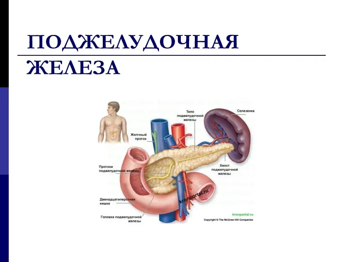 ПОДЖЕЛУДОЧНАЯ ЖЕЛЕЗА