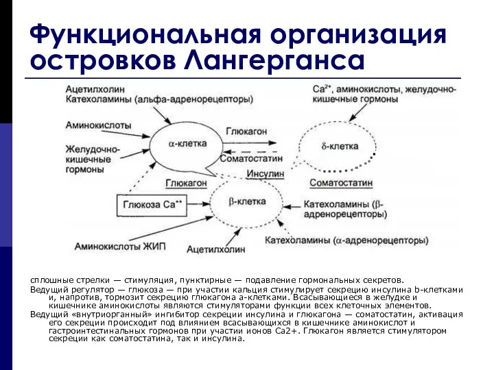 Функциональная организация островков Лангерганса сплошные стрелки — стимуляция, пунктирные — подавление