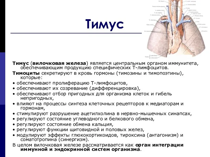 Тимус Тимус (вилочковая железа) является центральным органом иммунитета, обеспечивающим продукцию специфических