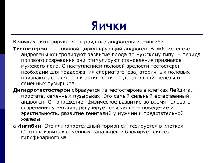 Яички В яичках синтезируются стероидные андрогены и a‑ингибин. Тестостерон — основной