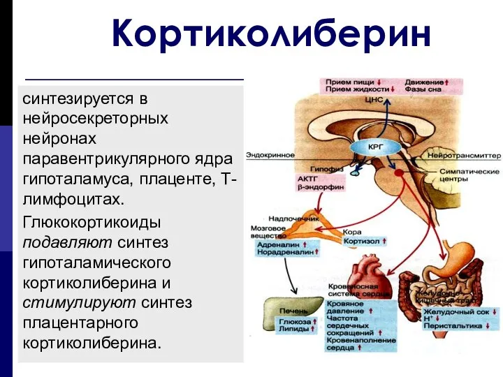 Кортиколиберин синтезируется в нейросекреторных нейронах паравентрикулярного ядра гипоталамуса, плаценте, Т-лимфоцитах. Глюкокортикоиды