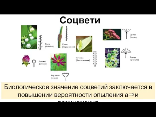 Соцветия Биологическое значение соцветий заключается в повышении вероятности опыления а⇒и размножения