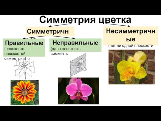Симметрия цветка Симметричные Несимметричные (нет ни одной плоскости симметрии) Правильные (несколько
