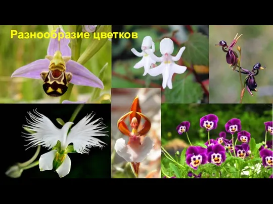 Разнообразие цветков
