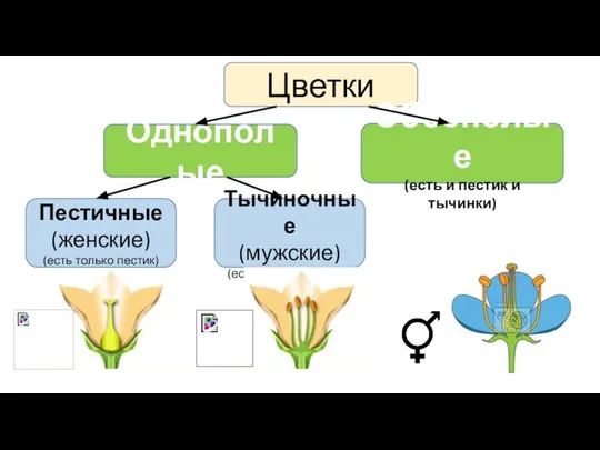 Цветки Однополые Обоеполые (есть и пестик и тычинки) Пестичные (женские) (есть