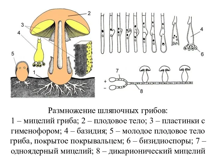 Размножение шляпочных грибов: 1 – мицелий гриба; 2 – плодовое тело;