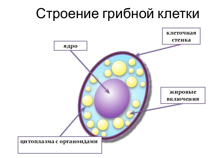 Строение грибной клетки ядро клеточная стенка цитоплазма с органоидами жировые включения