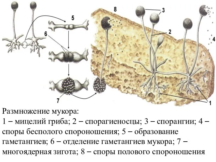 Размножение мукора: 1 – мицелий гриба; 2 – спорагиеносцы; 3 –