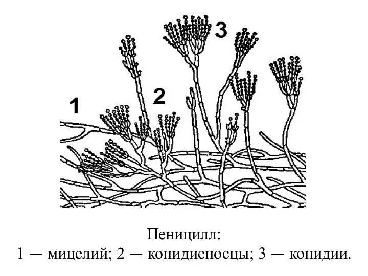 Пеницилл: 1 — мицелий; 2 — конидиеносцы; 3 — конидии.