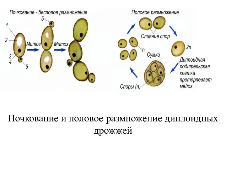 Почкование и половое размножение диплоидных дрожжей