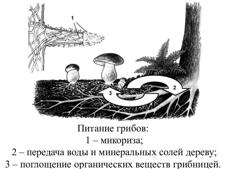 Питание грибов: 1 – микориза; 2 – передача воды и минеральных