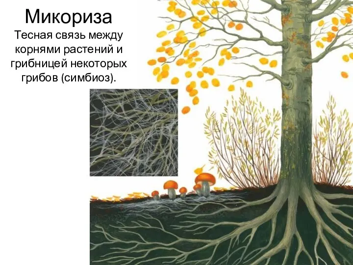 Микориза Тесная связь между корнями растений и грибницей некоторых грибов (симбиоз).