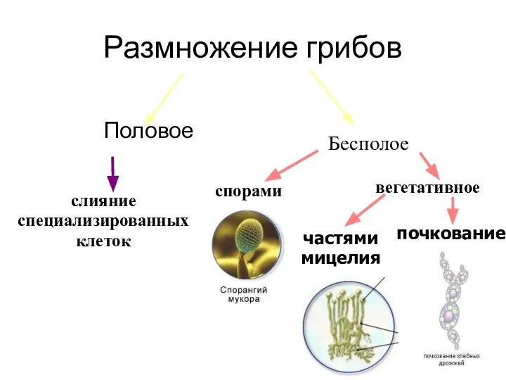 Размножение грибов Половое слияние специализированных клеток спорами вегетативное частями мицелия почкование Бесполое