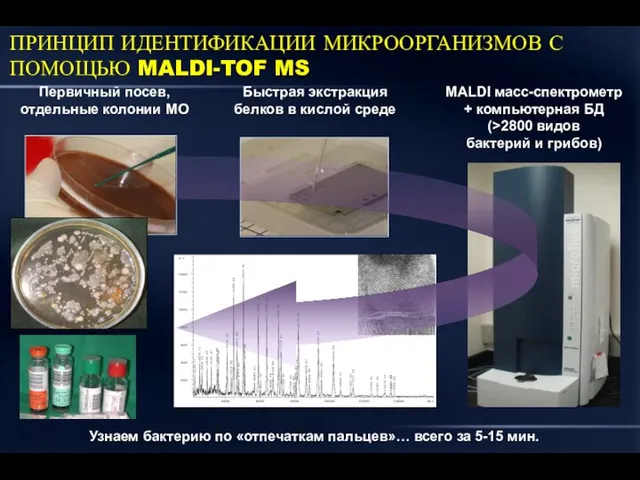 Первичный посев, отдельные колонии МО ПРИНЦИП ИДЕНТИФИКАЦИИ МИКРООРГАНИЗМОВ С ПОМОЩЬЮ MALDI-TOF