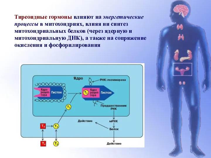 Тиреоидные гормоны влияют на энергетические процессы в митохондриях, влияя ни синтез