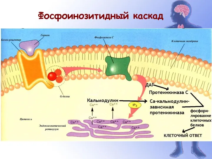 Фосфоинозитидный каскад