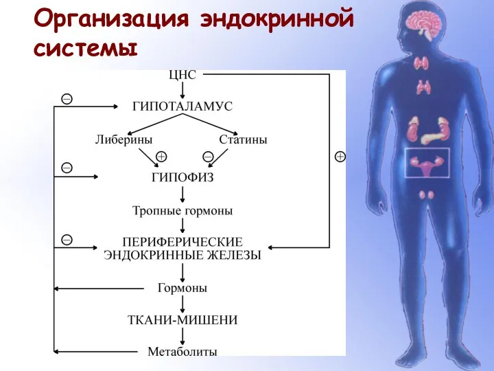 Организация эндокринной системы