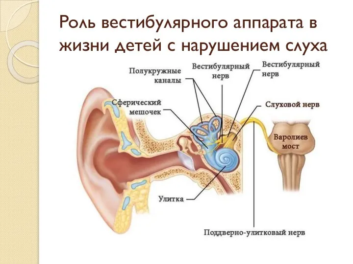 Роль вестибулярного аппарата в жизни детей с нарушением слуха