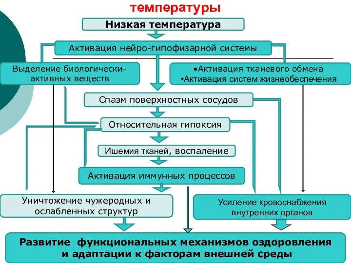 Механизм адаптирующего действия низкой температуры Низкая температура Активация нейро-гипофизарной системы Выделение