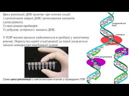 Цикл реплікації ДНК включає три основні стадії: 1) розплітання спіралі ДНК