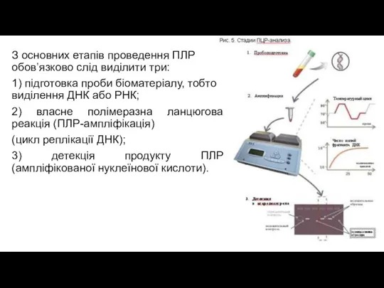 З основних етапів проведення ПЛР обов’язково слід виділити три: 1) підготовка