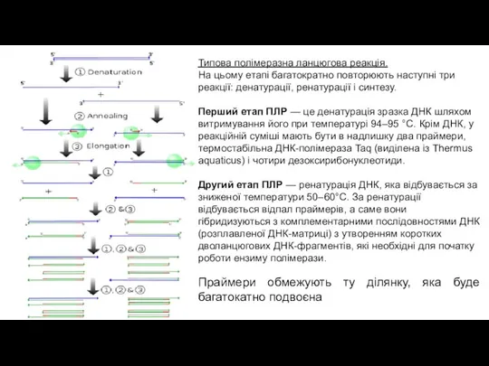 Типова полімеразна ланцюгова реакція. На цьому етапі багатократно повторюють наступні три