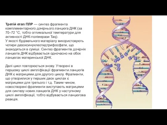 Третій етап ПЛР — синтез фрагмента комплементарного дочірнього ланцюга ДНК (за