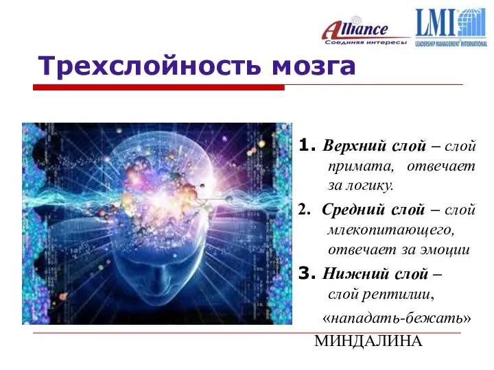 Трехслойность мозга 1. Верхний слой – слой примата, отвечает за логику.