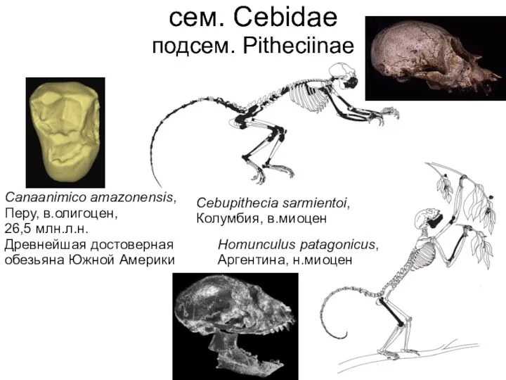 сем. Cebidae подсем. Pitheciinae Canaanimico amazonensis, Перу, в.олигоцен, 26,5 млн.л.н. Древнейшая