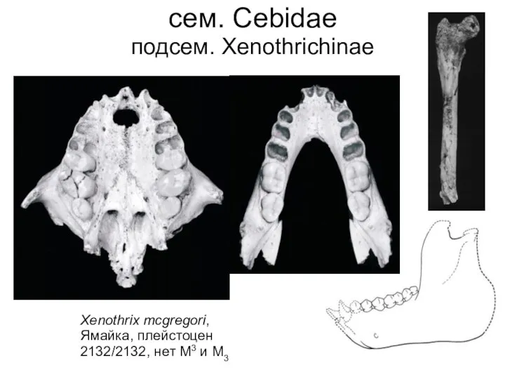сем. Cebidae подсем. Xenothrichinae Xenothrix mcgregori, Ямайка, плейстоцен 2132/2132, нет M3 и M3