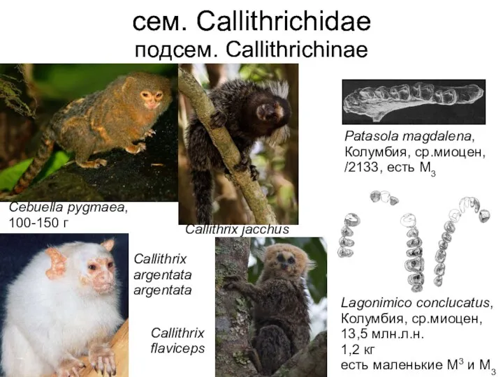 сем. Callithrichidae подсем. Callithrichinae Patasola magdalena, Колумбия, ср.миоцен, /2133, есть M3